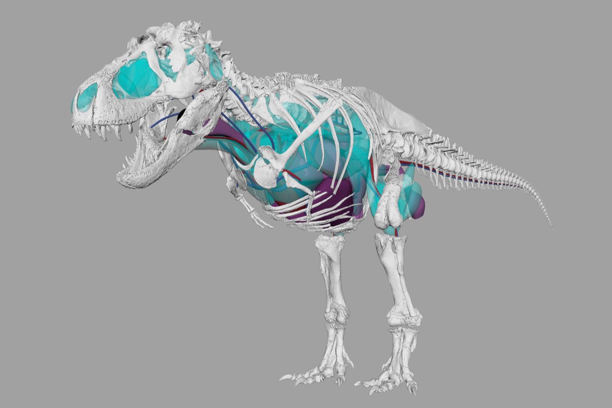 OliverDemuth's tweet photo. The new exhibition at @azsciencecenter is open! Meet #VictoriaTheTrex. I'm proud to have contributed to the immersive exhibition created by @IMG! I reconstructed the internal anatomy of @DinoLab_Inc's ���� based on which #AnimismStudios and @NGXinteractive created their animations. https://t.co/tANlGG9isp