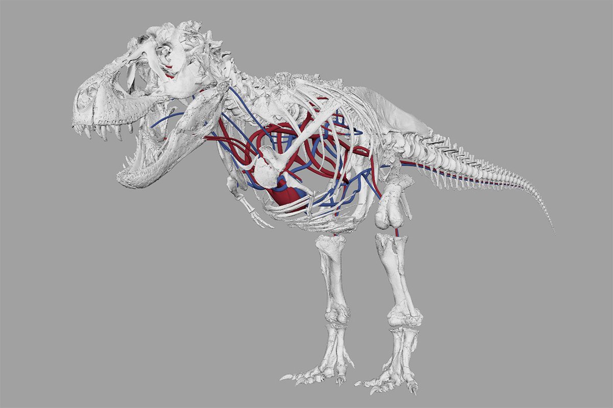 OliverDemuth's tweet photo. The new exhibition at @azsciencecenter is open! Meet #VictoriaTheTrex. I'm proud to have contributed to the immersive exhibition created by @IMG! I reconstructed the internal anatomy of @DinoLab_Inc's ���� based on which #AnimismStudios and @NGXinteractive created their animations. https://t.co/tANlGG9isp