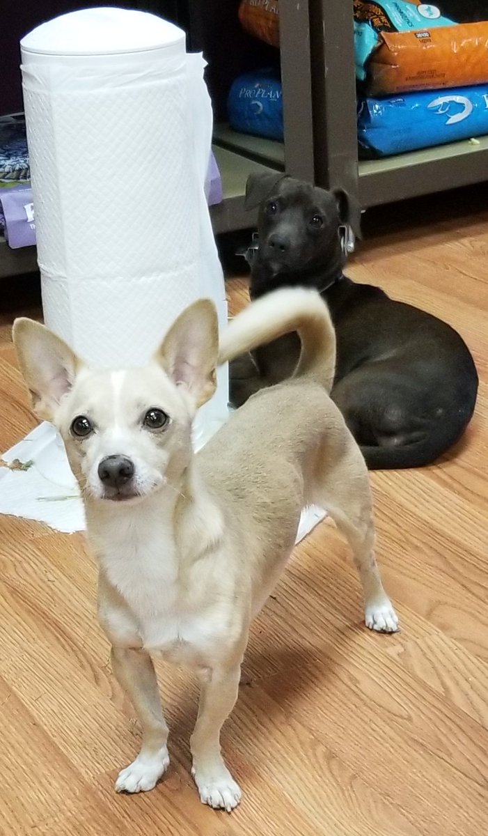 lcm_boutique's tweet photo. Toby and Banjo here. We decided that Winter aint so fun when you got short buns, hun. So stop on in to #LCMPet! We have boots and jackets to keep your fur kid going in the snow! 
#everydayadventuresatLCM  #WinterIsHere #TobyWantsAPufferJacket #mtnhavenstrong https://t.co/xdUQ834r8g