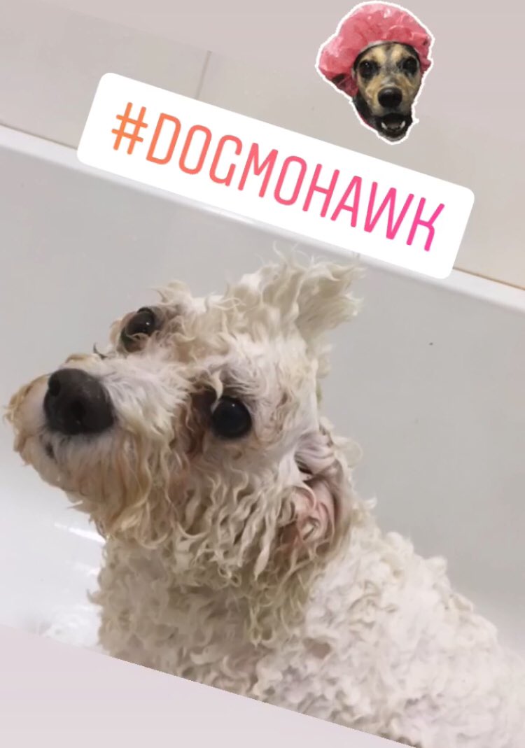 Ah Ma! Reeeaaallllyyy?! 🙈
She gave me a Mohawk 🐩🐾
#payback #dogmohawk #ZSHQ #zombiebullz #bathtime #rubadubdub #ruffridez #theaviators #dogmom