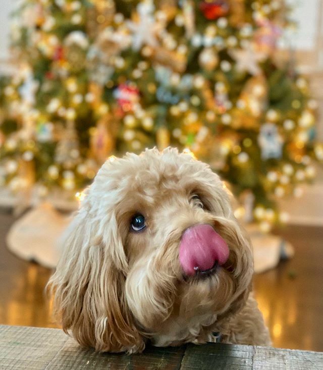 That lunch sure looks delicious dad #tongueouttuesday #puppydogeyes #christmascameearly #chicagodoodles #minigoldendoodle #goldendoodle #sweetboy #boo ift.tt/2rbmGEB
