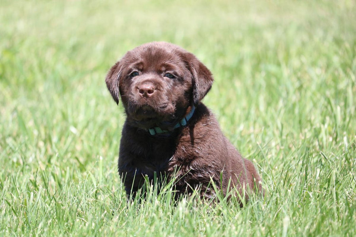 s_retrievers's tweet photo. English Labs are very kind and sociable and love to be around people. #EnglishLabPuppies #LocalDogBreeder #PuppyBreeder https://t.co/GqiWhm5GJM https://t.co/feztUHjuKx