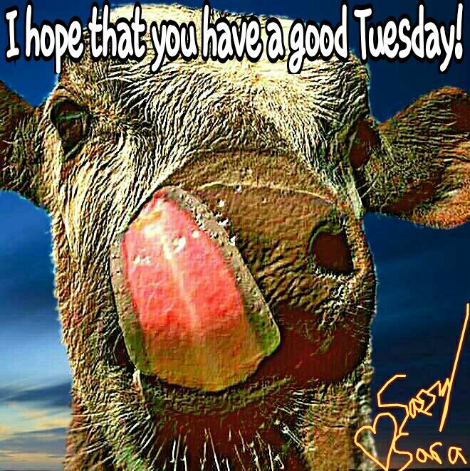 SassySarahere's tweet photo. The cow says "It's Tuesday y'all"!๐#tuesday #tuesdays #tuesdaymotivation #tuesdayinspiration #tuesdaytransformation #tuesdayvibes #cow #cows #cowsoftwitter #cowsense #lmao #funny #funnyanimals #cuteanimals #photooftheday #cowoftheday #expressive #funny #laughablemoment #humor https://t.co/WRponmyZZy