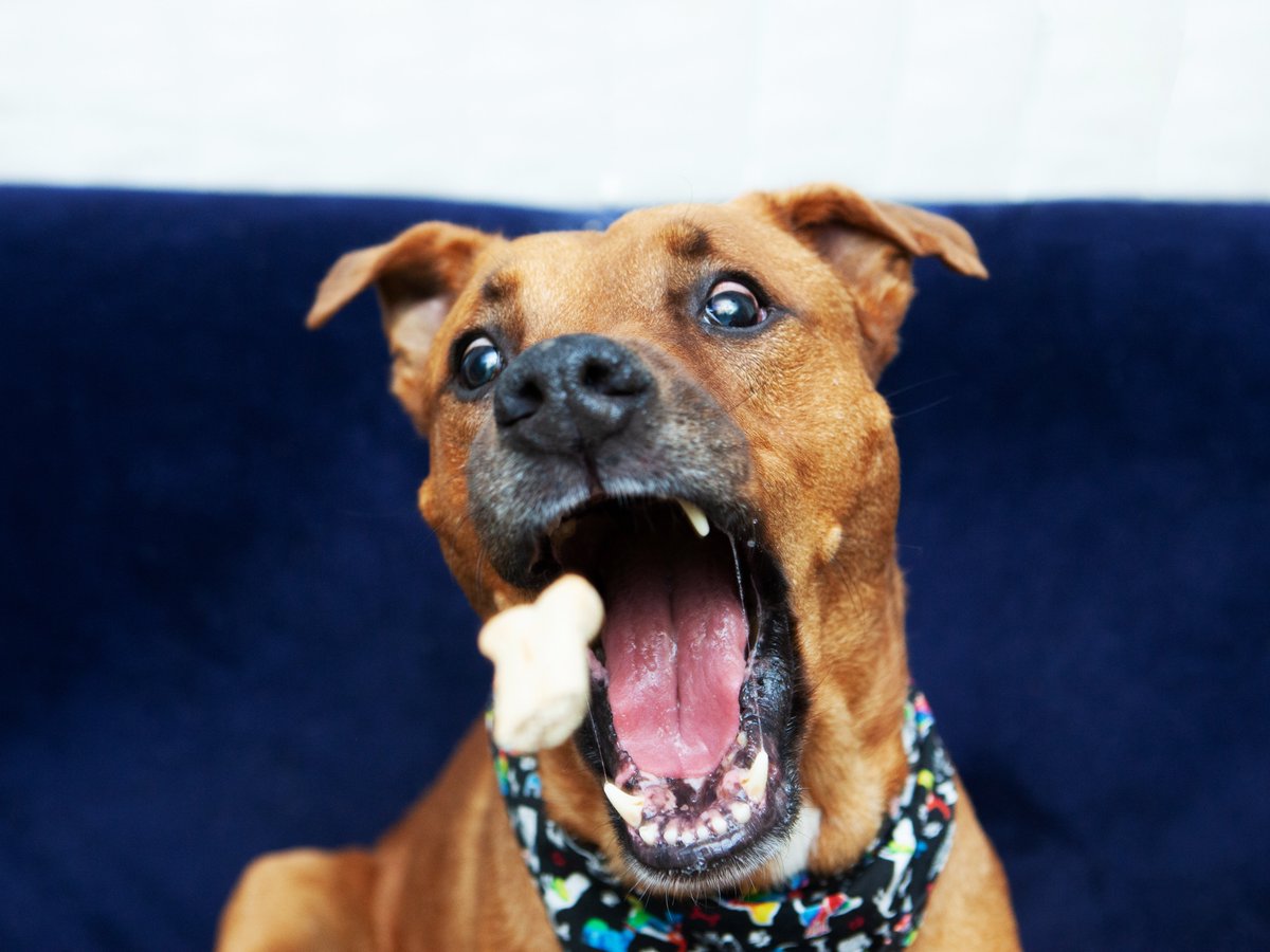 Friends of Lucas County Dogs tweet media