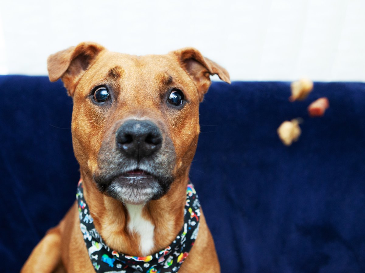 Friends of Lucas County Dogs tweet media