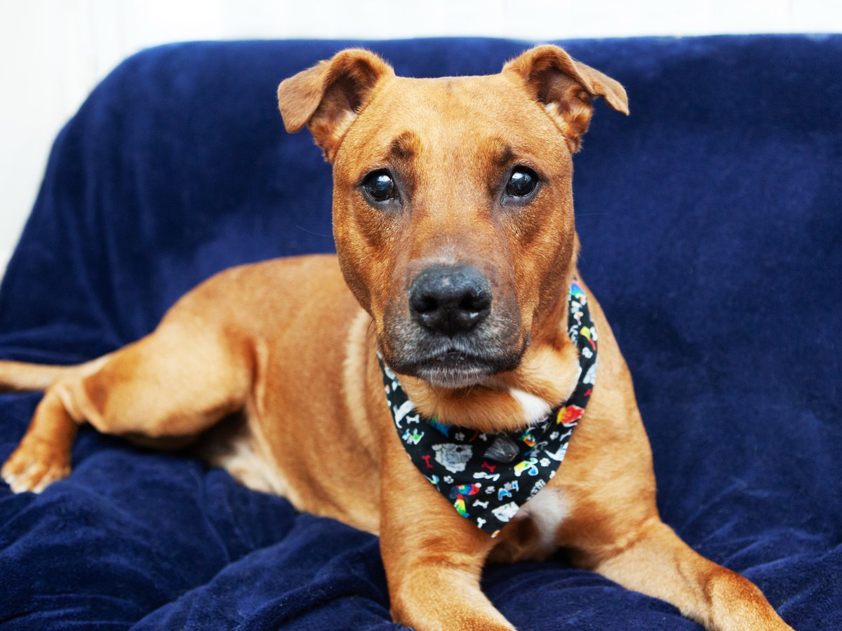 Friends of Lucas County Dogs tweet media