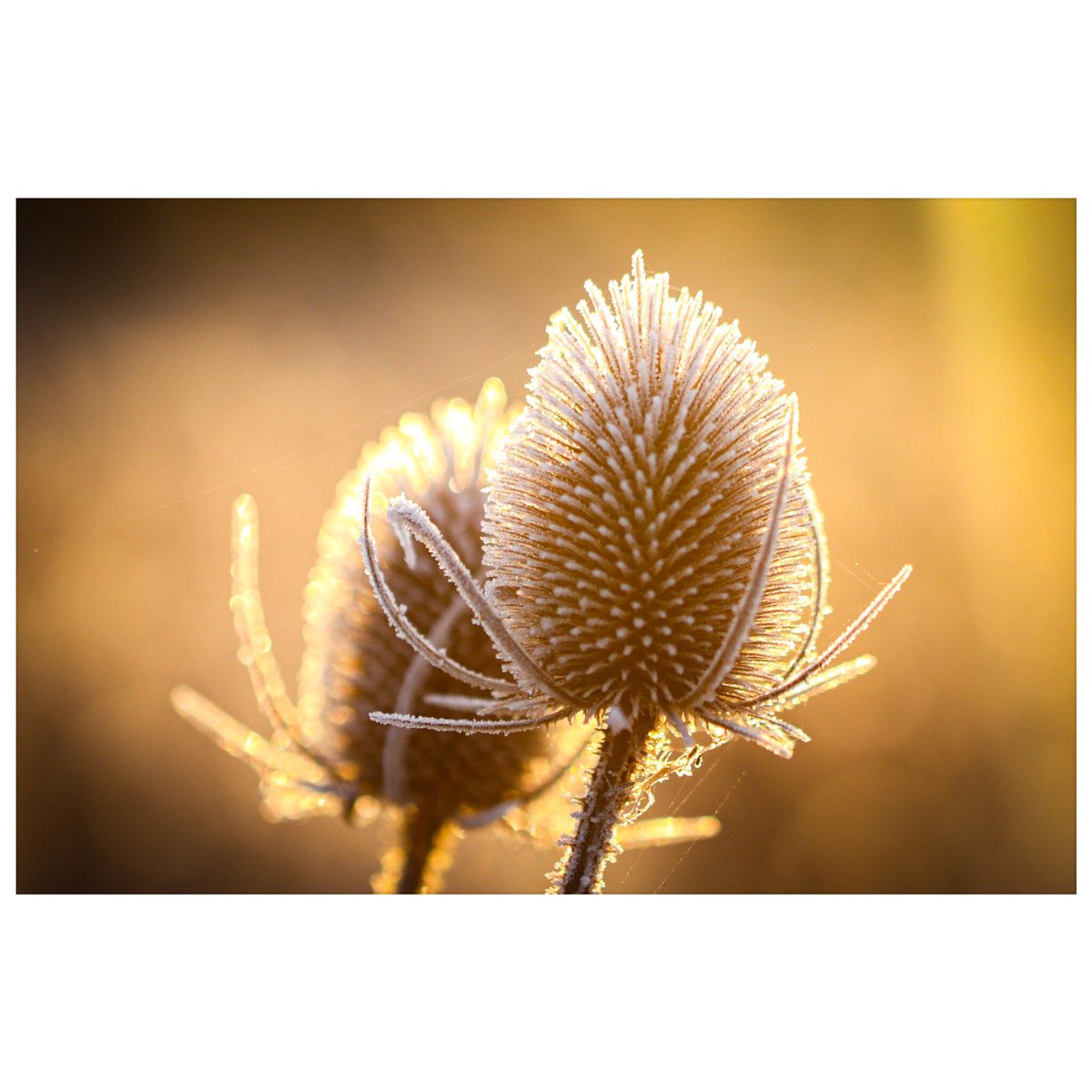 Spacefrog29's tweet image. Page 323 of 365, a touch of frost when I got to work.
.
#makingwinter #lovelydeadcrap #nothingisordinary #taleswithfriends #teasle #winters #frostymorning #sunrises #agentlehugforthesoul