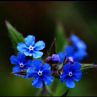 つーちゃん サカイユミコ 11月日 水 Am4 53 誕生花 11 牛の舌草 ウシノシタクサ 花言葉 あなたが信じられない 偽り 真実 誕生花 花言葉 ウシノシタクサ 牛の舌草 T Co Nctxap2qoz Twitter