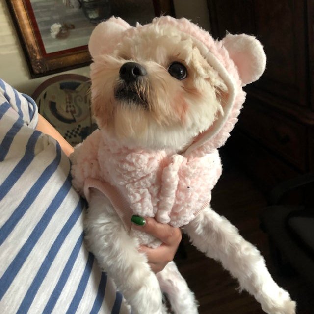pawplee's tweet photo. Do you like my new sweater? 🐶🐾⁠🐕
.⁠
.
.
#pawplee #instapawp #dog #dogs #puppy #pup #ilovemydog #adorable #doglover 
#mixbreed #terrier #terriermix #terrierlove #terriers
 #yorkshireterriers #yorkshireterrier #yorkshireterrierpuppy #yorkshireterriermix  📷 u/wabisaby https://t.co/Xho0DEPFWN