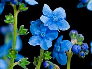 つーちゃん サカイユミコ 11月日 水 Am4 53 誕生花 11 牛の舌草 ウシノシタクサ 花言葉 あなたが信じられない 偽り 真実 誕生花 花言葉 ウシノシタクサ 牛の舌草 T Co Nctxap2qoz Twitter