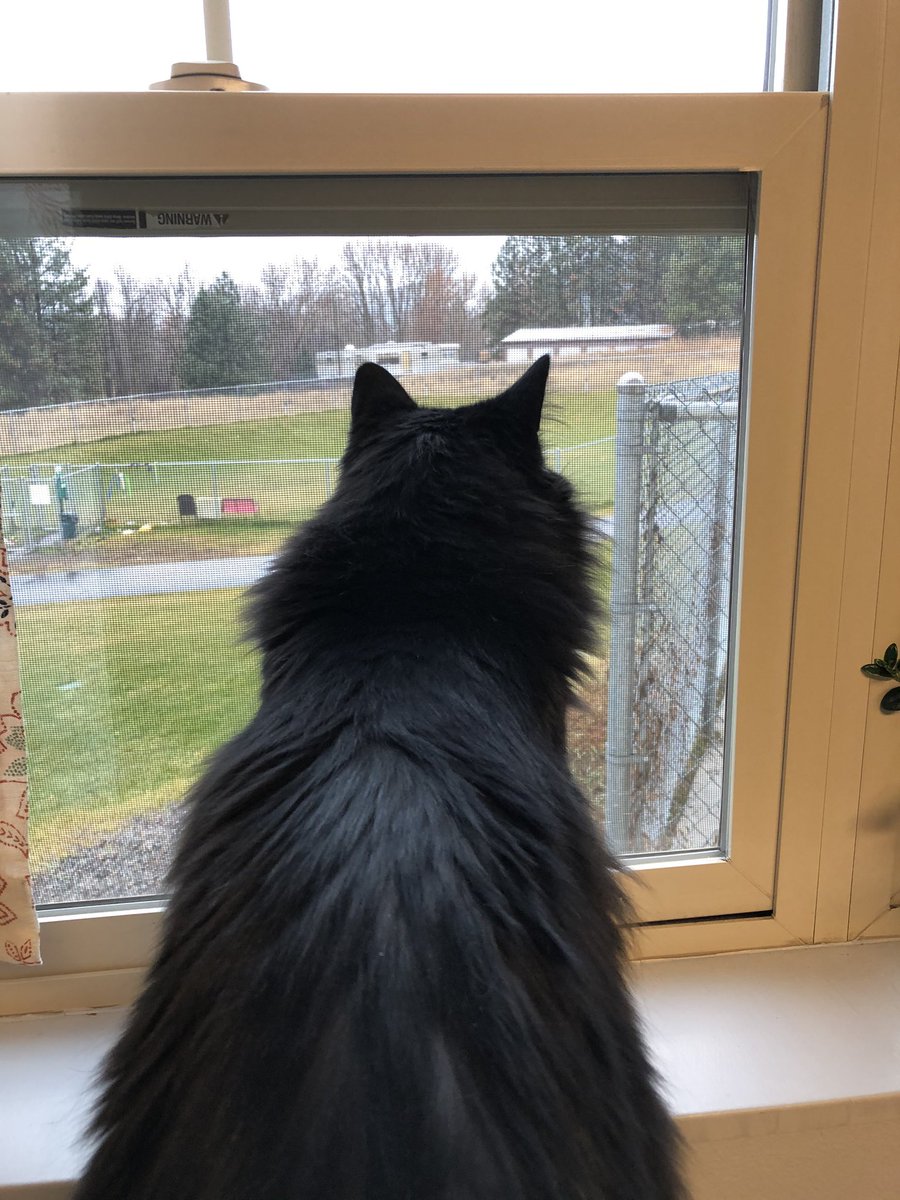 Boots would make a very helpful office mate! He’s sweet and affectionate, but also enjoys his independence. Meet him tomorrow! #adoptmt #myhswm