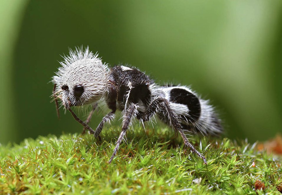 Close up of a panda ant on a grassy surface. Its full body is visible from the side; the panda ant is facing the left. Its head is covered in white fur while its body is a mix of black and white. 