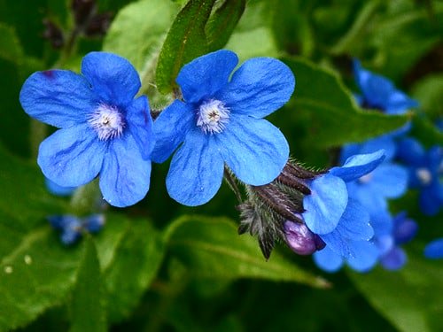 تويتر つーちゃん サカイユミコ على تويتر 誕生花 11 牛の舌草 ウシノシタクサ T Co Flr9lgtga7