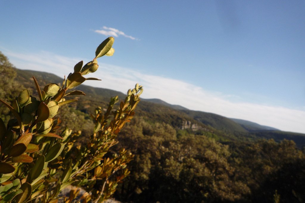 La broussaille, l’or vert du Larzac. blogeconomiecirculaire.wordpress.com/2019/11/19/la-…