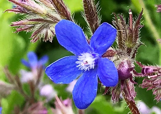 つーちゃん サカイユミコ 誕生花 11 アンチューサ T Co Nwyf6sidmf Twitter