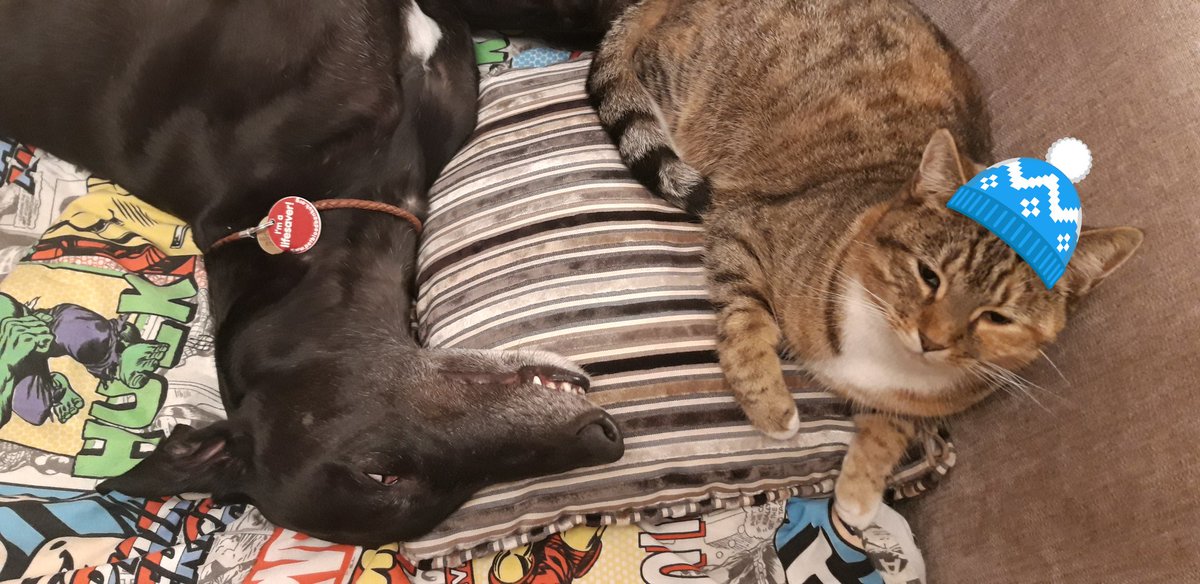 loonylankylegs's tweet photo. Seriously, I mean who makes who the most chilled, me or my bezza pal Tiggmeister, I like having another girl in da house, we sorta compliment each other πβ€ππΎπΎπ #whodaboss she ma bestie, she really is, she sleeps with me at night now, on her cushion (throne) ππ https://t.co/dKPR8kWH9K