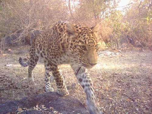 Congratulations to @UFWildlife @cwsindia @wcsindia #MahiPuri & collaborators for new pub in #EcologicalIndicators  The balancing act: Maintaining leopard-wild prey equilibrium could off... sciencedirect.com/science/articl… @arjun_srivathsa @KrithiKaranth