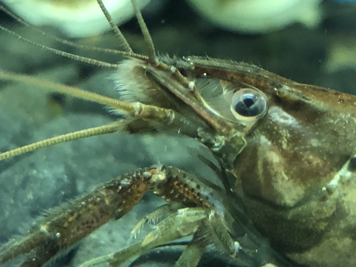 抱卵シーズン 抱卵シーズン