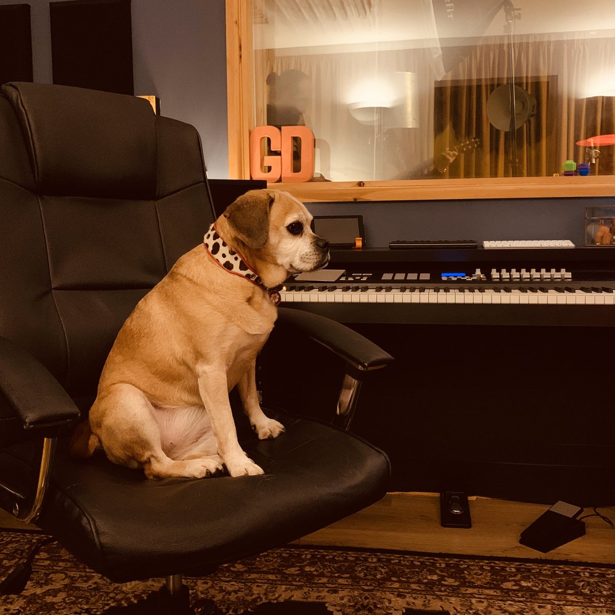 THE ginger dog in the house.... #GingerDogRecords #RecordingStudio #RecordLabel