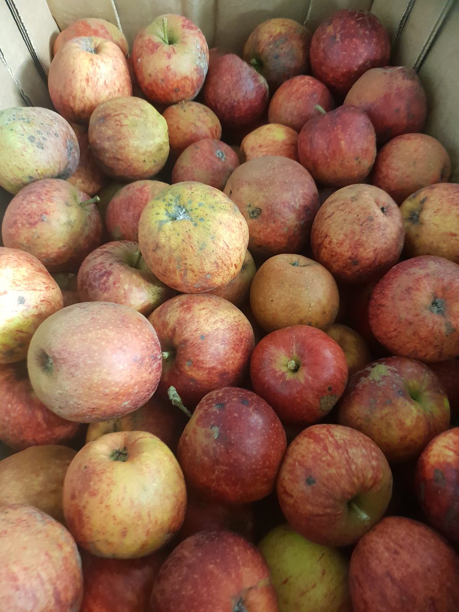 Great tasting Apples from clashganney Organic farm. I have had a few complaints this week because of the canker spots on them. Listen i am not in the business of cosmetics + perfection. Delighted to have Irish apples after the lousy year fruit growers have had. <a href="/mistereatgalway/">Dr. Jp McMahon</a>