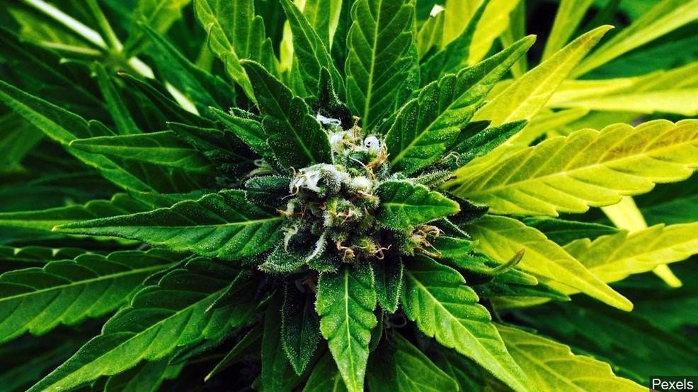 KATUNews's tweet image. Magazine wants to offer someone $3k a month to critique weed, CBD, edibles and more:

katu.com/news/offbeat/g…