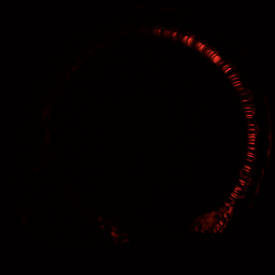 DNA4CY's tweet image. ...here&apos;s the beauty that is my engineered DNA repair reporter in action. This experiment brought my PhD full circle: I used the targeted knock-in approach I pioneered to engineer a stable allele that can be used for interrogation of DNA repair pathway kinetics. This idea..