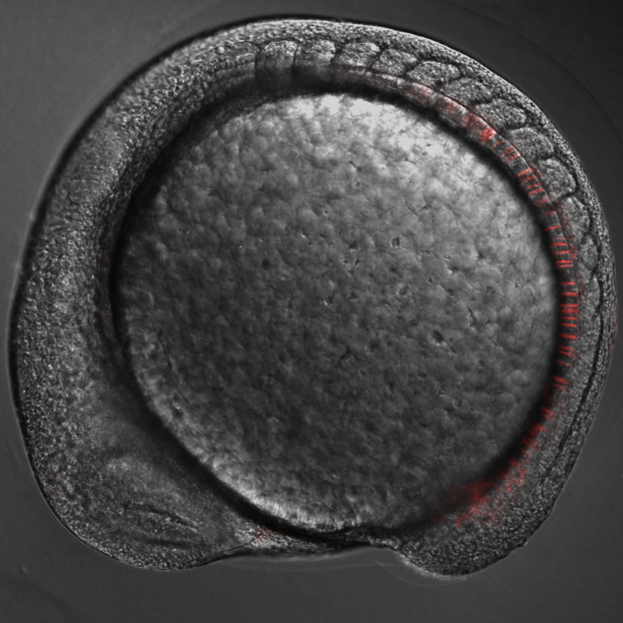 DNA4CY's tweet image. ...here&apos;s the beauty that is my engineered DNA repair reporter in action. This experiment brought my PhD full circle: I used the targeted knock-in approach I pioneered to engineer a stable allele that can be used for interrogation of DNA repair pathway kinetics. This idea..