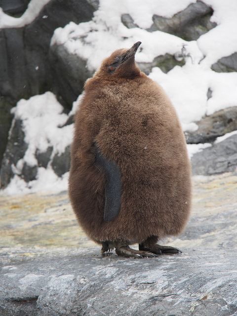もふもふの赤ちゃんペンギンが どうやって毛皮を脱いで大人になっていくのか何となく理解できる写真 ペンギンは下半身から大人になっていく 意味深 Togetter