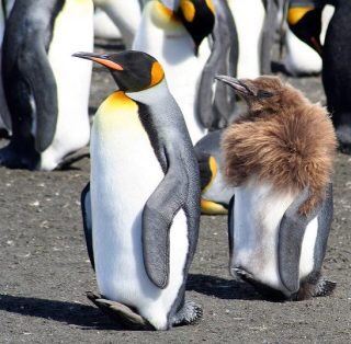 もふもふの赤ちゃんペンギンが どうやって毛皮を脱いで大人になっていくのか何となく理解できる写真 ペンギンは下半身から大人になっていく 意味深 Togetter もふもふの赤ちゃんペンギンが どうやって毛皮を脱いで大人になっていくのか何となく理解できる写真 ペンギンは下半身から大人になっていく 意味深 Togetter