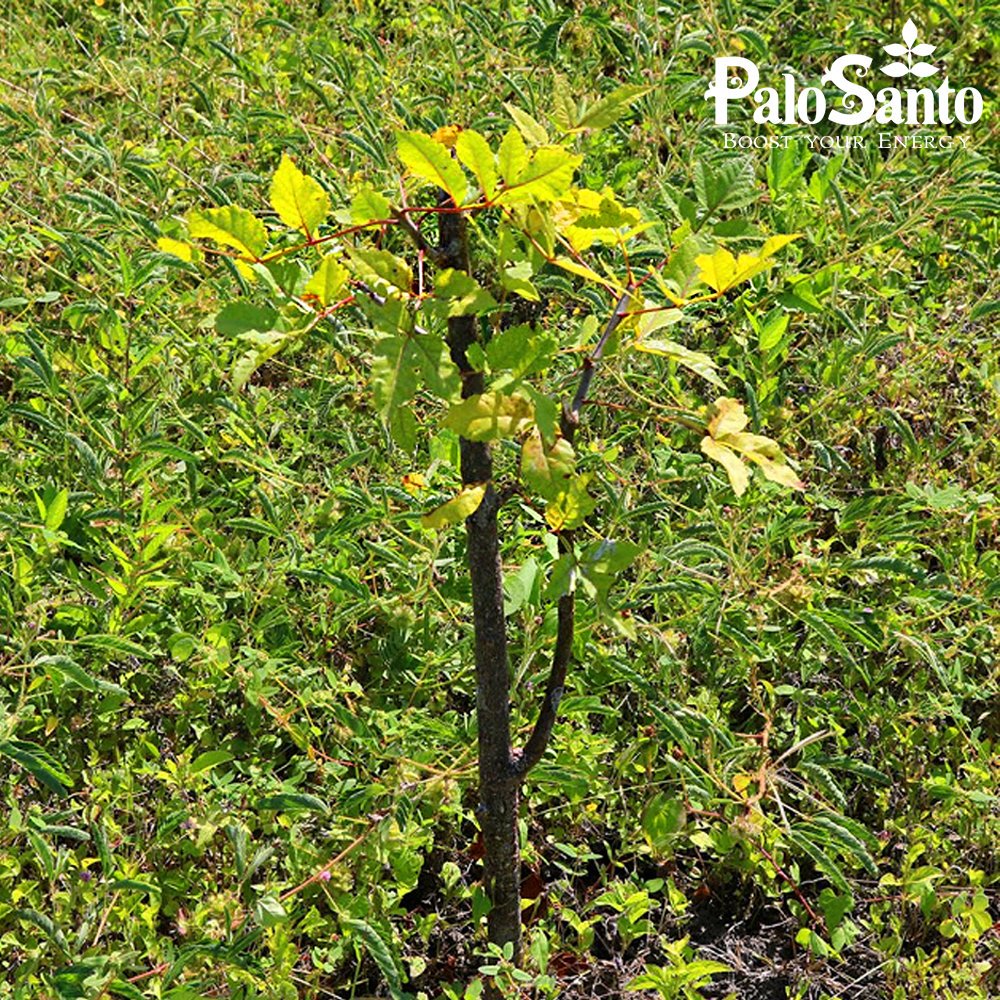 EcuadorianHands's tweet image. Notice how the #PaloSanto trees that were planted in January 2019 in our protective forest located in Joa / Manabí, continue to grow strong and healthy. In January 2020 we expect to plant 4,000 more trees, as part of our #ReforestationProgram
ecuadorianhands.com/en/blog/31-ref…

#GreenLiving