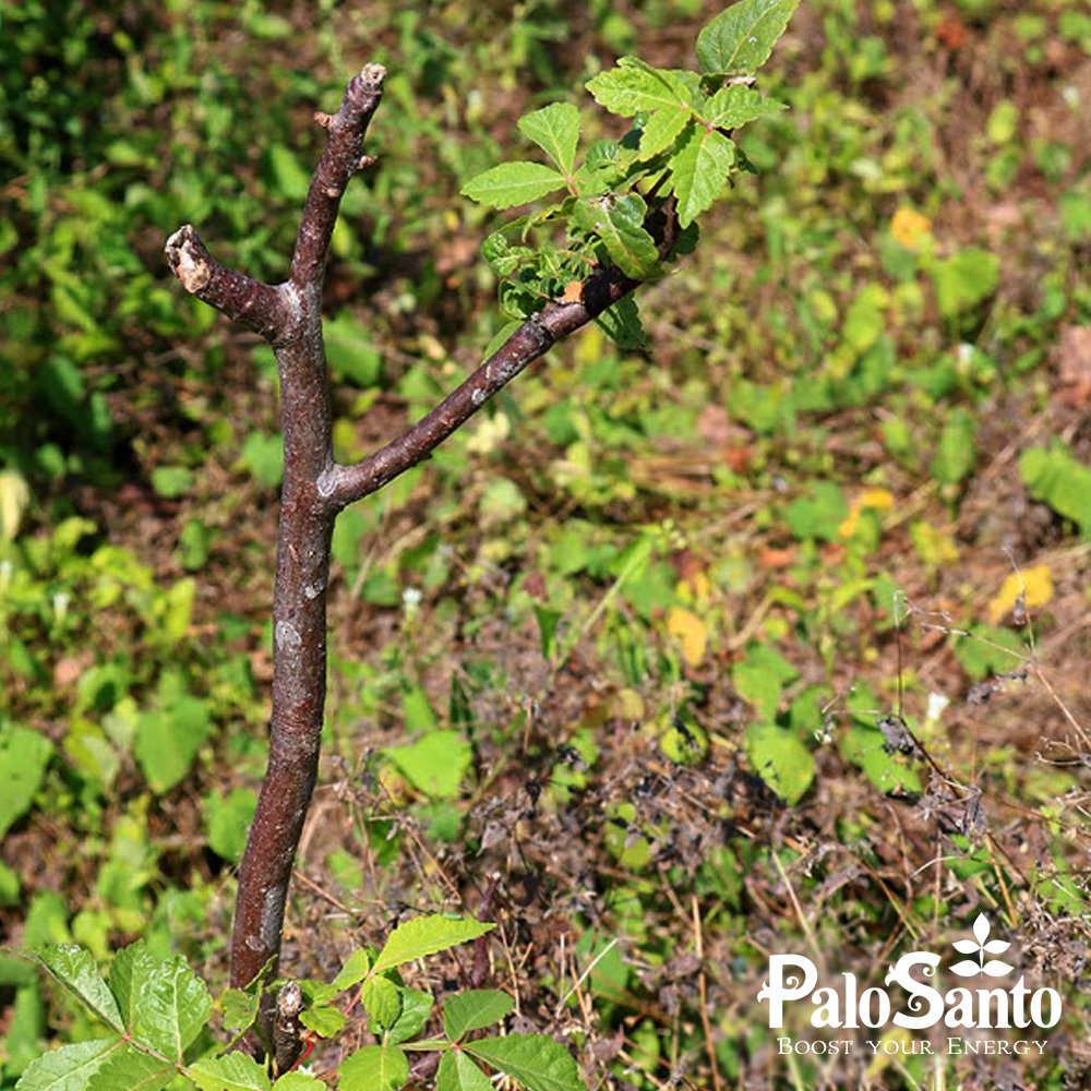 EcuadorianHands's tweet image. Notice how the #PaloSanto trees that were planted in January 2019 in our protective forest located in Joa / Manabí, continue to grow strong and healthy. In January 2020 we expect to plant 4,000 more trees, as part of our #ReforestationProgram
ecuadorianhands.com/en/blog/31-ref…

#GreenLiving