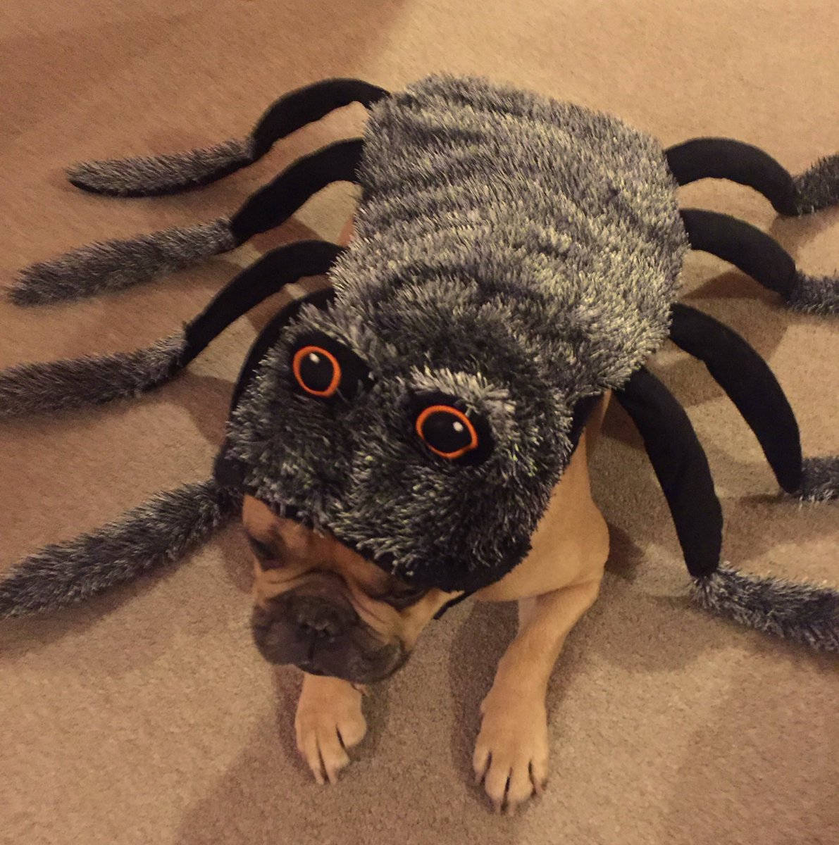 RandallFrenchie's tweet image. 🎶 SpiderRand, SpiderRand.... 🕷 🐶 #randallthefrenchie #spider