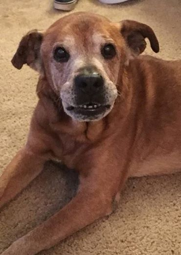 Couple adopt 17-year-old dog from shelter
theanimalclub.net/dogs/couple-ad…
atlantamobilevet.com
#Veterinarian #dogs #cats #pets #MobileVet #Atlanta