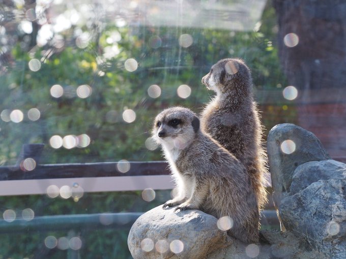 ミーアキャットのtwitterイラスト検索結果 古い順