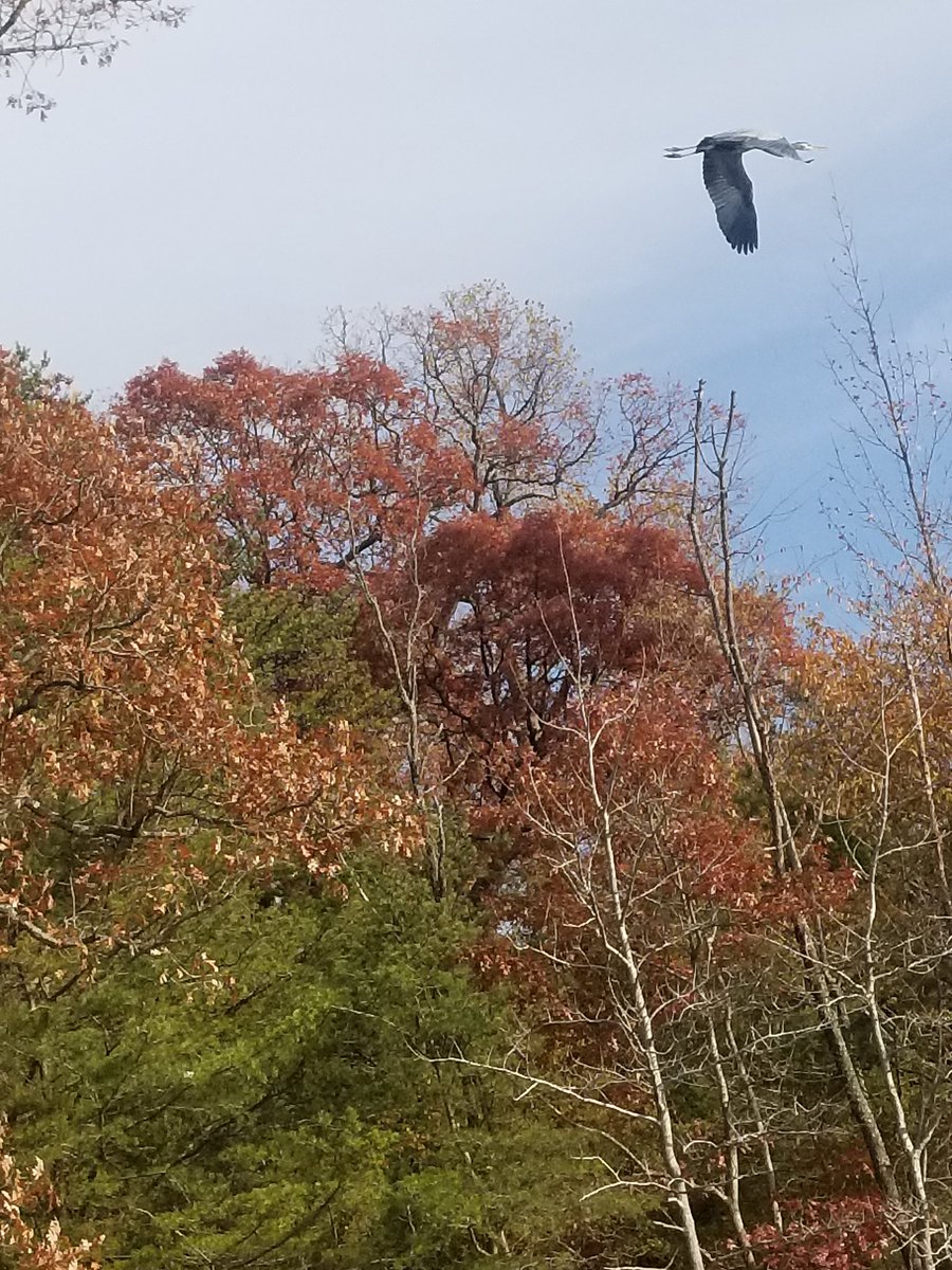 mauro_science's tweet photo. We had a beautiful day at the Chesapeake Bay Foundation's Phillip Merrill Center! Students enjoyed seining and canoeing. Analyzing our relationship with the environment! #AACPSAwesome @PositivelyLMS https://t.co/Pym9iXExIh