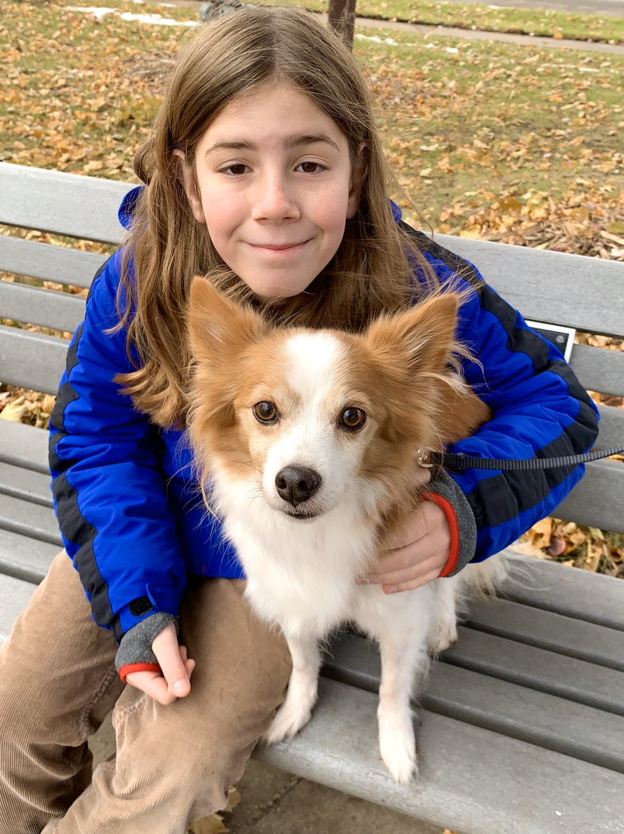 papillon and corgi mix