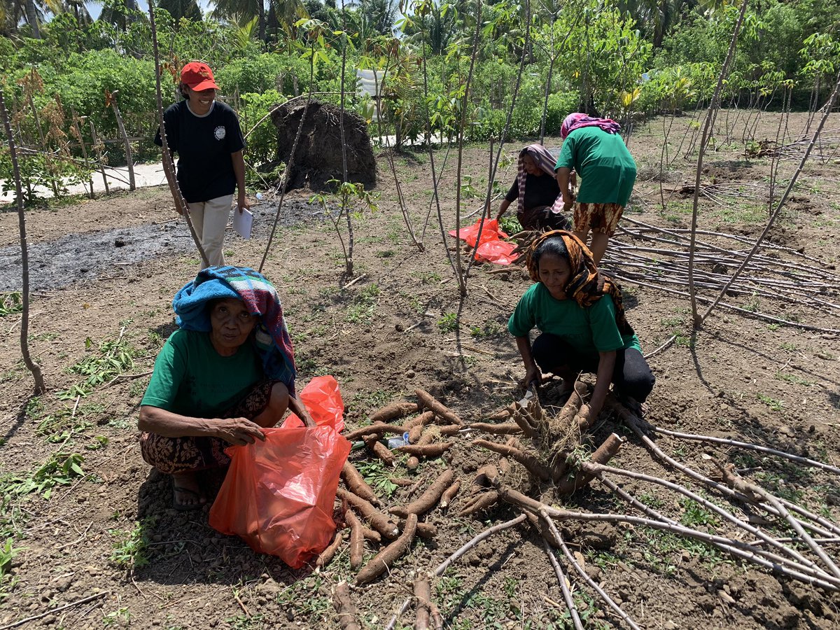 jononewby's tweet photo. Harvesting #fertiliser trial with farmers in Sikka, NTT 🇮🇩 #Cassava #intercropped with 🌽 Fertiliser applied to 🌽 but not cassava. Additional application after 🌽 harvest has big impact on yield. @ACIARAustralia supporting 🤝#research, #government, #privatesector, & #farmers. https://t.co/Jon3ZdqrYa