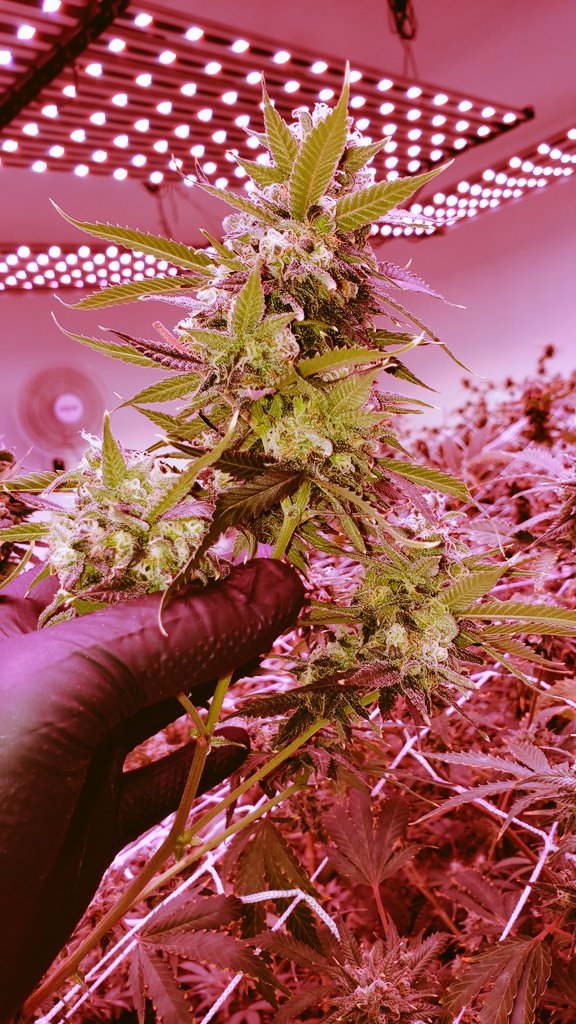 _NativeGround_'s tweet photo. OG Cheese / Pineapple Punch - 9th week of flower. Harvesting any minute now!... The Buds will tell us. #weed #weedporndaily #sativavsindica #sativa #NativeGroundGrowCo #Cannabis #medicalmarijuana #legalizemarijuana #Marijuana #marijuanagrowers #hydroponics https://t.co/ncb05pg12v