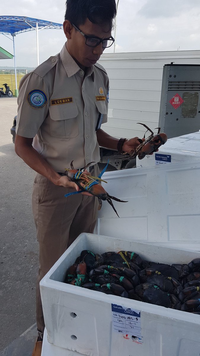 WilkerBiak's tweet photo. Pemeriksaan Media Pembawa Kepiting Bakau 1130 ekor 16 Box milik Robi Maniil Biak tujuan Ahwa Jakarta 
@BKIPMJayapura @HumasBKIPM @BKIPMJakartaI https://t.co/sgOAb3PTkX