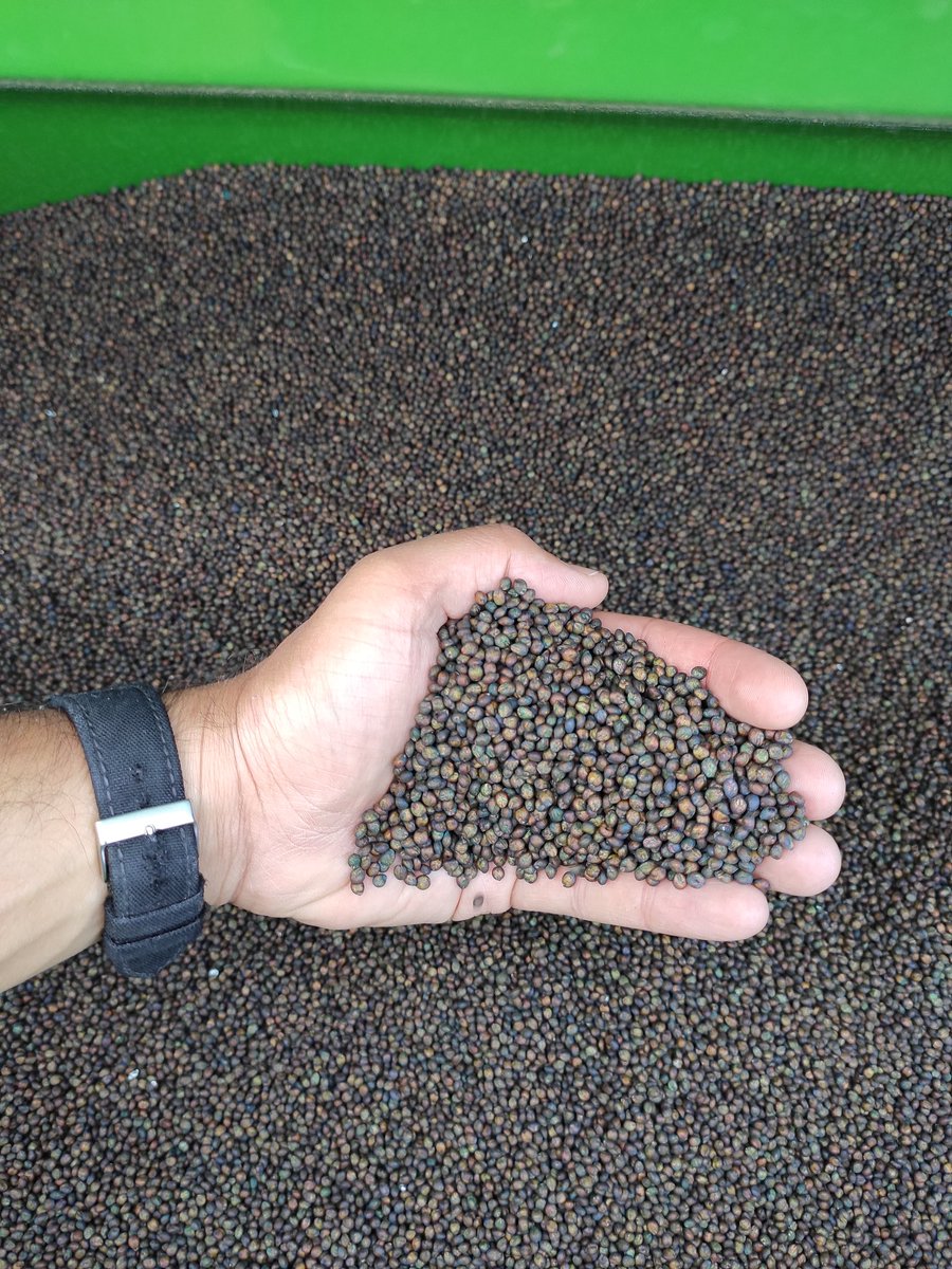 PolachoApolant's tweet photo. Aumentó la temperatura y arrancó la siembra. Todavía hay algo de humedad, pero vendría bien una regadita 🙏 🌧️. Sorgo forrajero BMR #Nutritop®️. Calidad 🔝🔝digestibilidad 📈. @gentosuy @GentosOeste https://t.co/7hSWp40ayK
