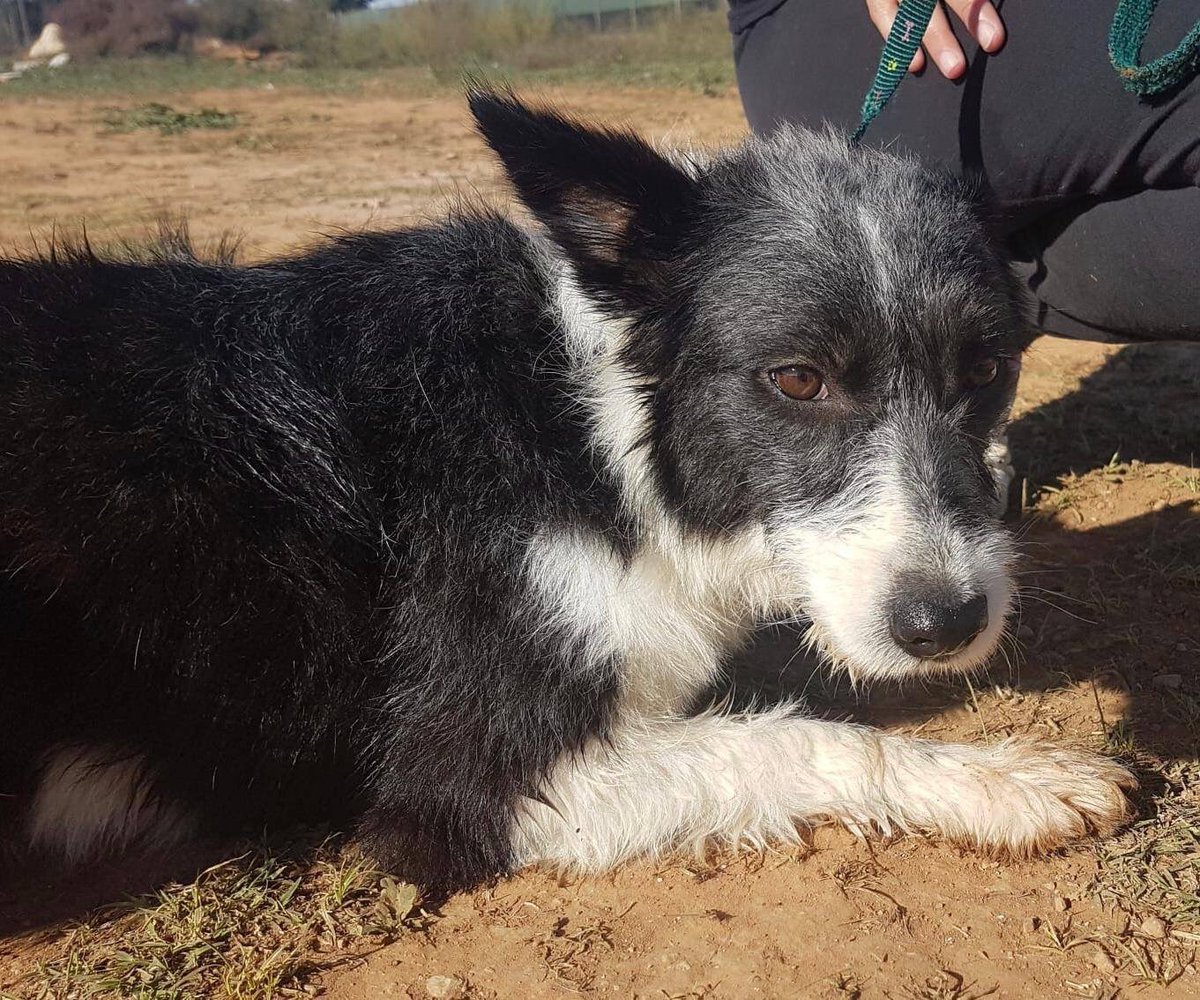 Nancy is a gorgeous podenca cross, with no tail.
She is a bit shy but affectionate when she knows you, playful with dogs and ideally should have another playful dog at home.
She is fostered in an apartment, walks well on leash, 50cm, 1 year.

Contact: sospodencorescue@gmail.com