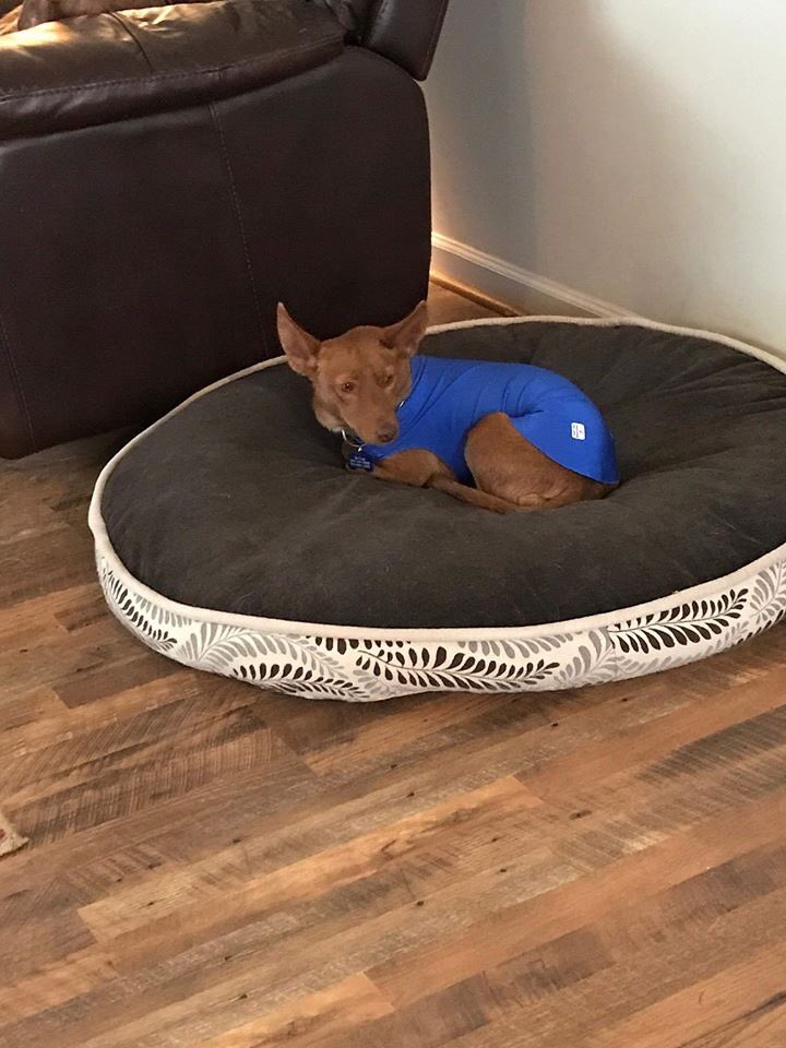 Akira and Kokoro traveled to the US a few days ago and they seem to have settled 😊

Thank you Royal Sighthound Connection for their help rehoming them and arranging the transportation. 

#podenco #sospodencorescue #rescuedog #spanishrescuedog #AdoptDontShop #podencomaneto