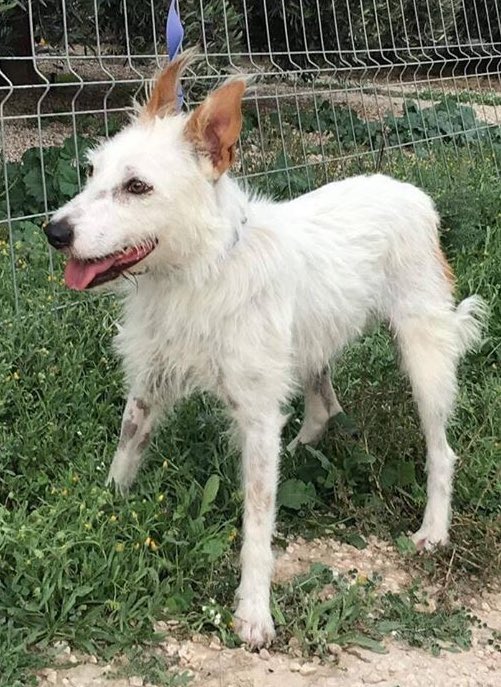 The lovely Bonita is looking for a forever home!
She is good with dogs, sociable and playful, very affectionate with people.
Medium size.

Contact: sospodencorescue@gmail.com

#podenco #fuzzypod #rescuedog #spanishrescuedog #AdoptDontShop #sospodencorescue