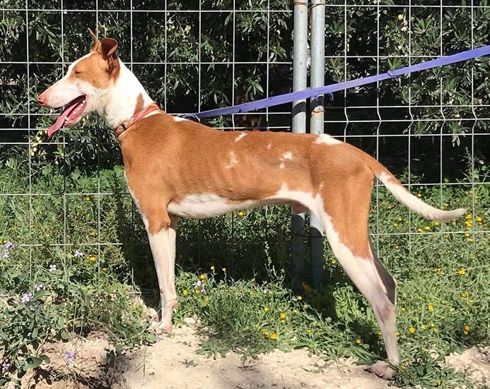 The gorgeous and affectionate Bruno is looking for a forever home. He was saved along with 3 more dogs and all of them are adopted except for him 😟
He can be bossy with some males, but is fine with females, bossy ones.
Positive to leishmania.

Contact: sospodencorescue@gmail.com