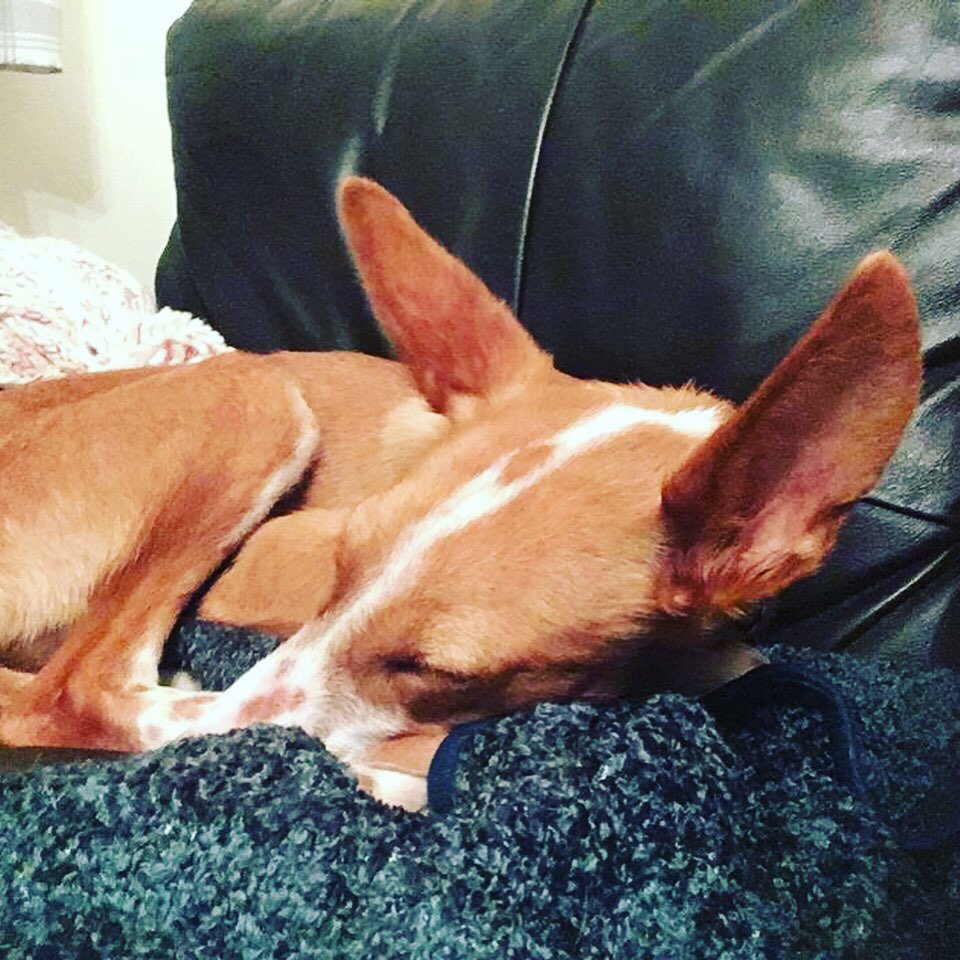 Gorgeous Gary has arrived to his forever home in Scotland! He is settling in well, and we hope he is very happy! 😍😍

#podenco #rescuedog #spanishrescuedog #AdoptDontShop #sospodencorescue