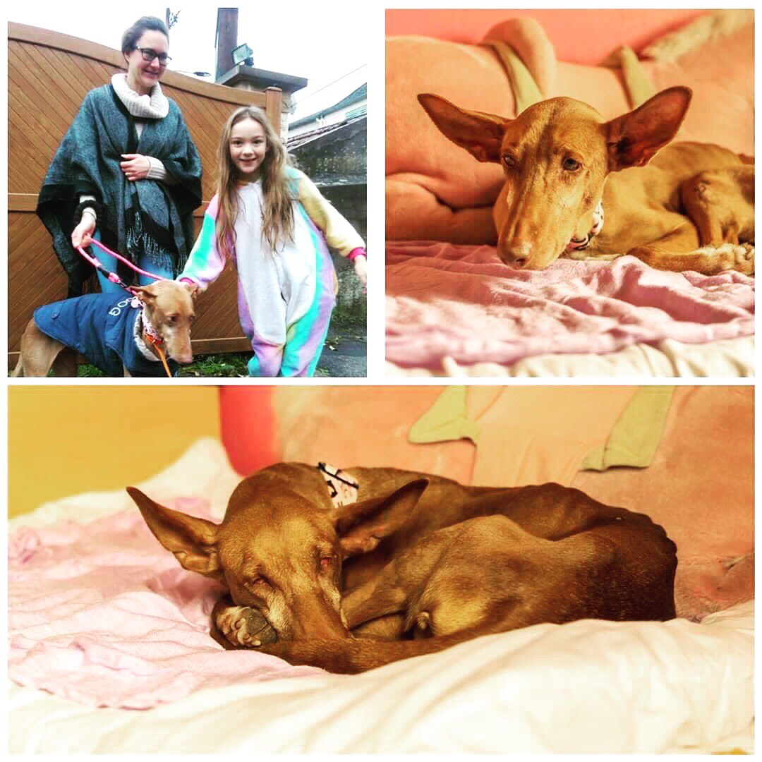 Canela arrived to her forever home in France yesterday and she is doing very well! 😊

#podenco #podencocanario #rescuedog #spanishrescuedog #adoptdontshop #sospodencorescue #adopted #happyeverafter