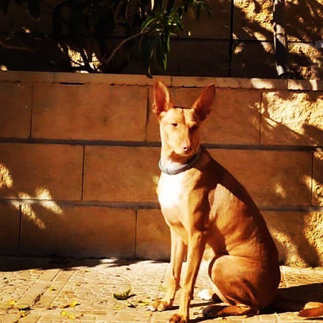 The lovely Amaral is still looking for a forever home.

She is very affectionate, quite playful, very sociable with dogs and cats, smallish size, young, house broken etc. What else can you ask for?

Contact: sospodencorescue@gmail.com

#sospodencorescue #AdoptDontShop