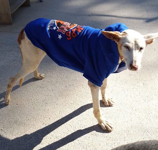 Grandma Gala is looking for her forever home! The poor girl never had one...

Contact: sospodencorescue@gmail.com

#podenco #rescuedog #spanishresuedog #AdoptDontShop #seniordog #sospodencorescue #needsahome