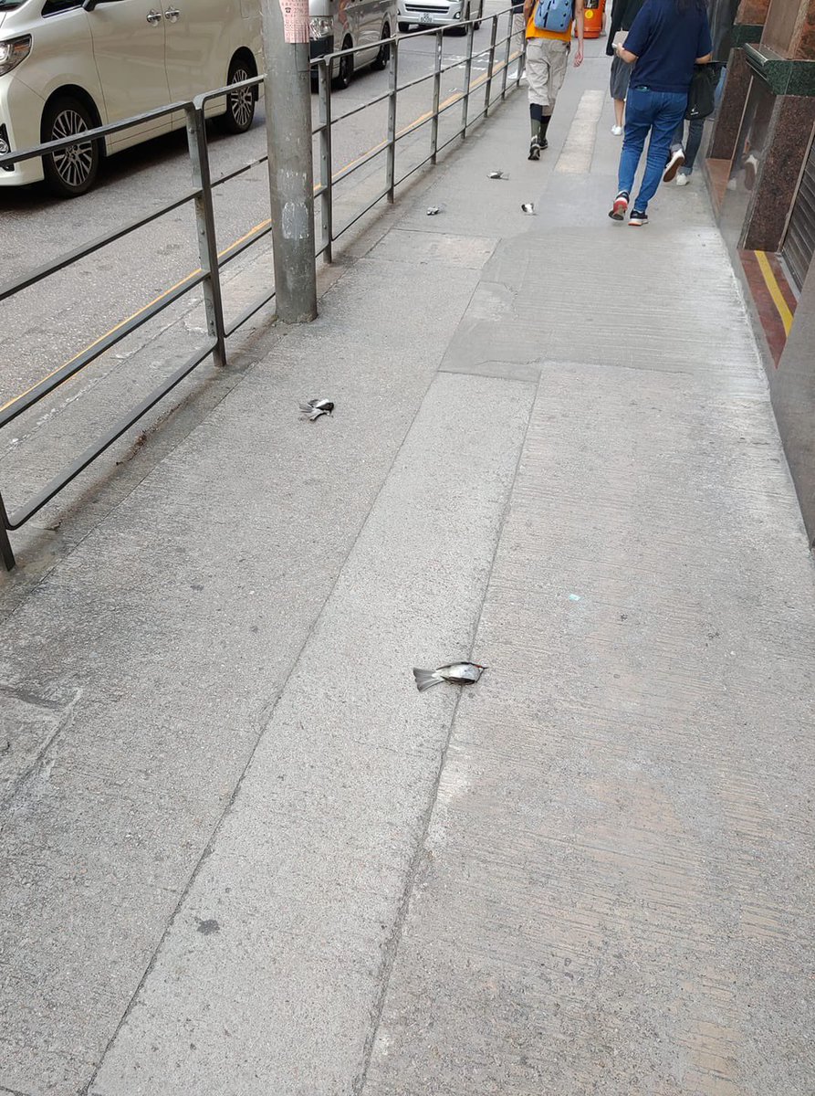 dreamsofhker's tweet photo. On the day when democracy &amp; freedom finally comes to Hong Kong, birds will be free to fly without tear gas, and I’ll work on promoting the love for nature. 
 
#HongKongProtests https://t.co/arZ046jEGU