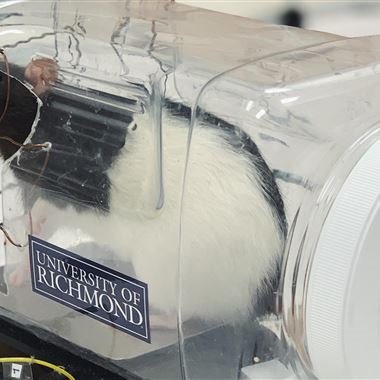 Interesting! Scientists trained rats to drive tiny cars. It could have huge implications for our mental health. nbcnews.com/mach/video/sci… <a href="/DxbModern/">GEMS Modern Academy</a>